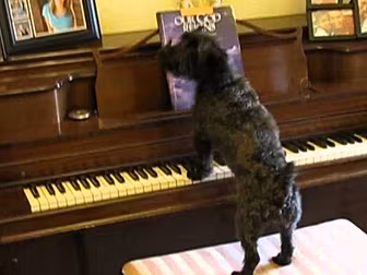 'Pup' Idol Plays Piano...