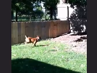 Guy Builds Fence To Keep Dog &...