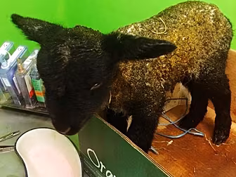 The Offaly lamb born with his...