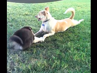 Dog tells puppy to 'Shut U...