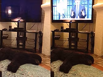 Dog has a VERY strict bed time