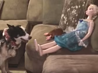 Dog tries to play catch with d...
