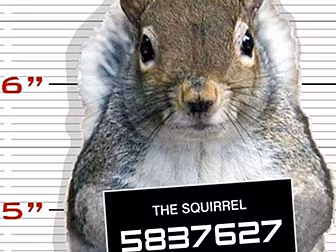 Squirrel caught stealing some...