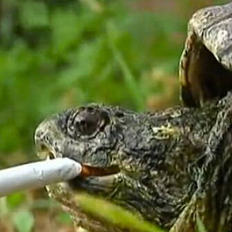 Smoking Turtle