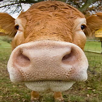 Dave's World - Cow Psychol...
