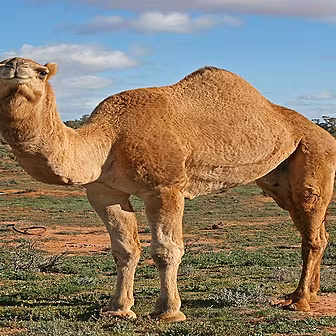 Hump of the Week