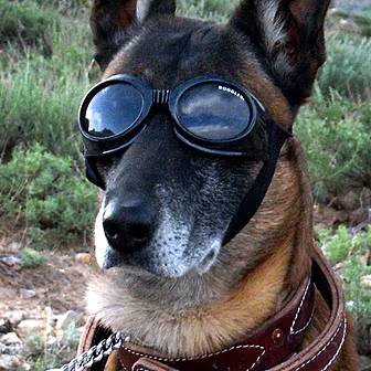 Jabba and The Doggles