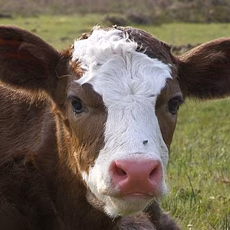 Missing cow found on island?