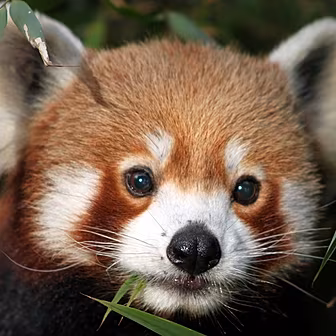 The Red Panda Call