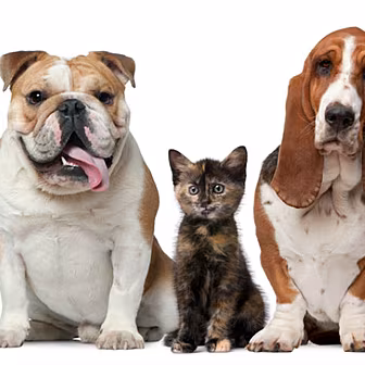 The most popular pets names in...