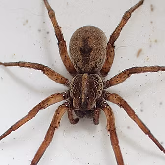 Spider House!