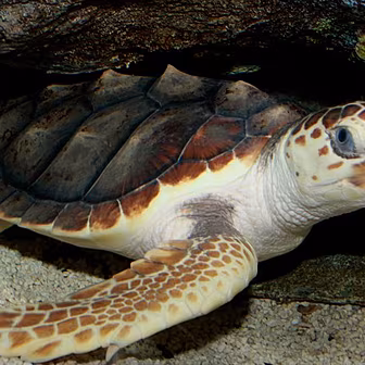 Leona The Loggerhead's Lon...