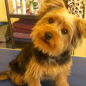 Jingly Bits - Little Rogue Dog...