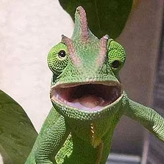 "Is Your Lizard Clean, Rob...