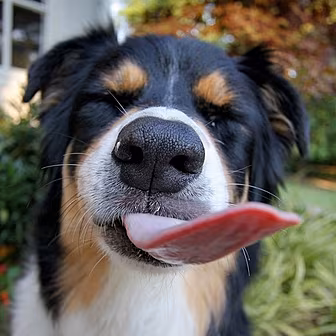 Dave Lets The Dog Lick His Fac...