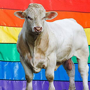 Benji the gay bull is on the m...