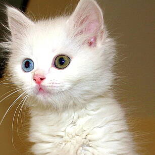 Check into Hotel Cat!
