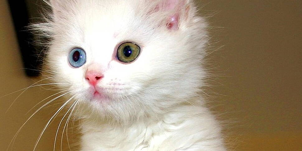 Check into Hotel Cat!