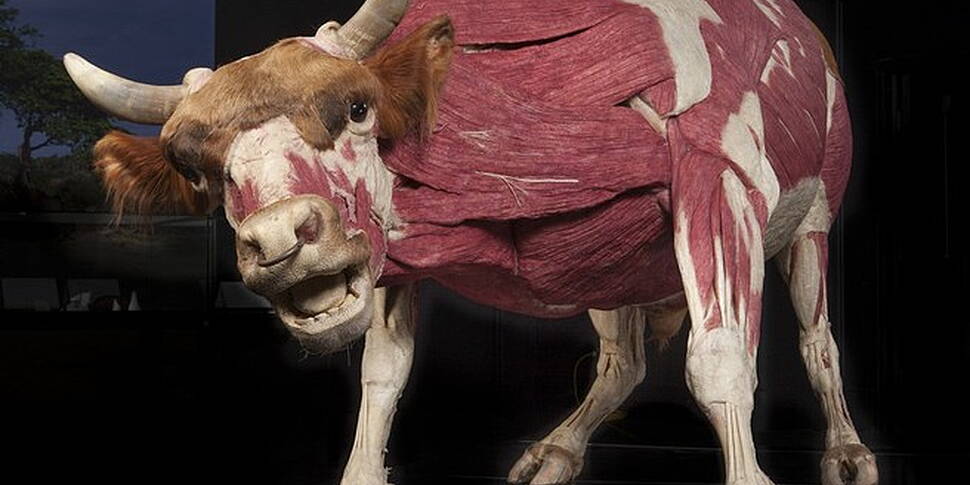 Animals Inside Out!