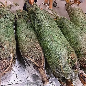 Irish Christmas Tree Throwing...