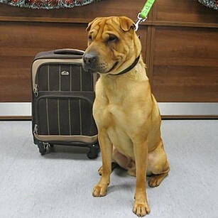 Update on Kai the Dog!