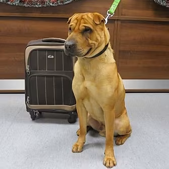 Update on Kai the Dog!