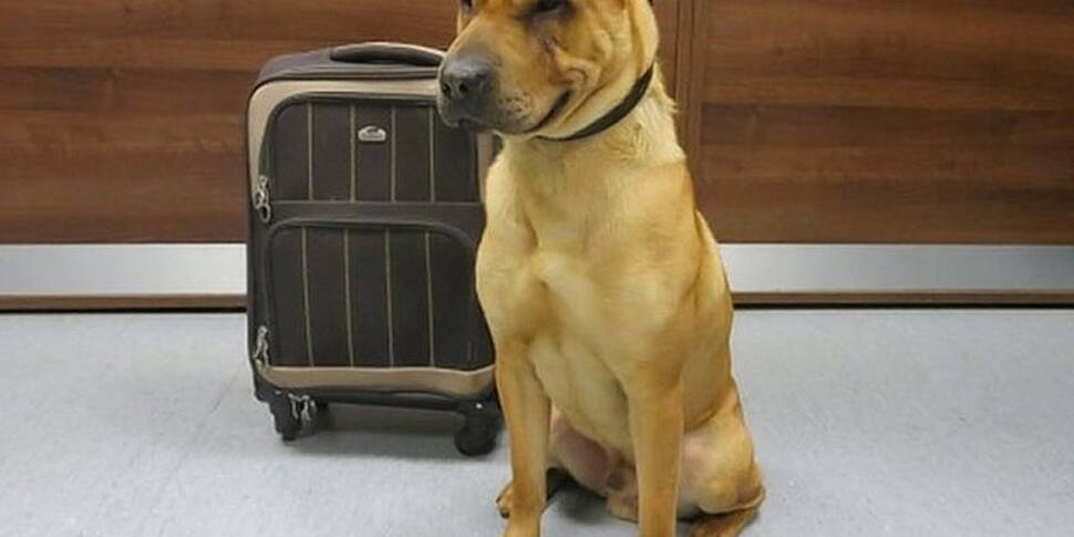 Update on Kai the Dog!
