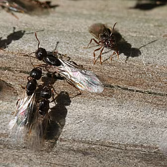 Attack of the flying ants!