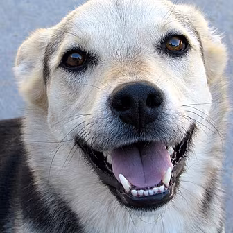 What to do with your dogs whil...