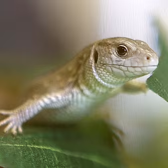 Dave's world - The Lizard...