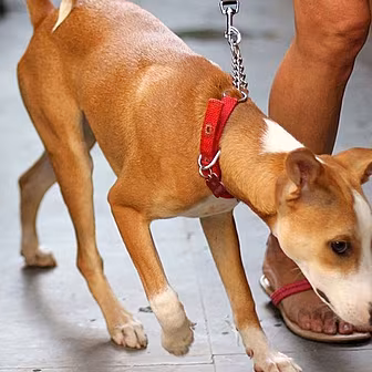 Alex Petrilli Answers Your Dog...