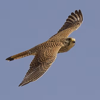 Can I Exercise My Kestrel On Y...
