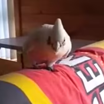 Eric The Bird Is A F*cking Leg...