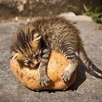 The Kittens Have Me Spuds Dest...