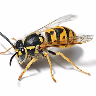 The Wasp Helpline