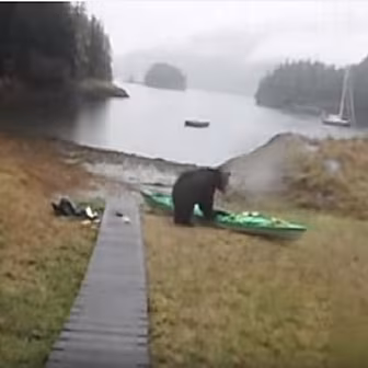 This Bear Doesn't Care