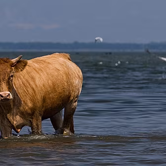 The swimming cows of Kinsale