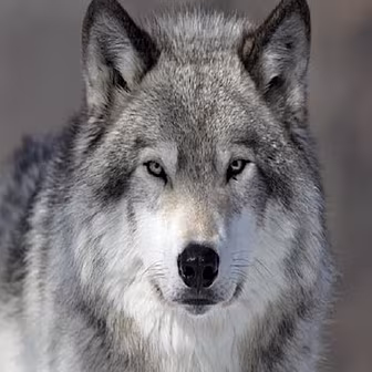 Dave Is Not A Lone Wolf
