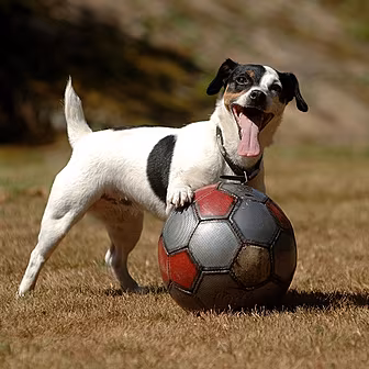 Silly Sports - New Peacekeepin...