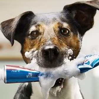 Alex Petrilli answers your dog...