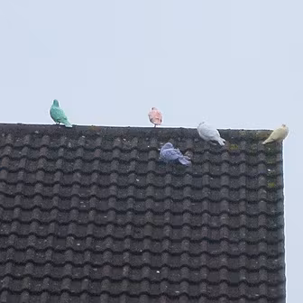 The Dove Mystery is SOLVED