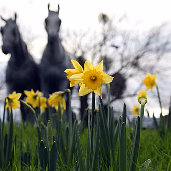 Daffodils In December:What'...