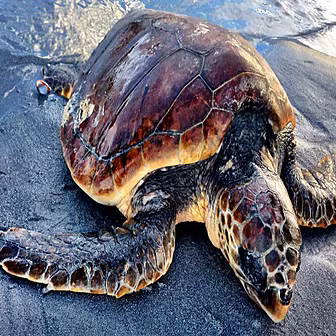 Turtles are stranded on Irish...