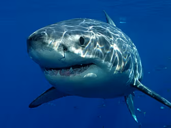 MAN DIES IN SHARK ATTACK
