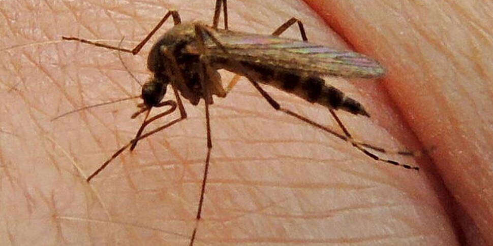 Genes lead to mosquito bites