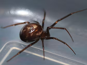 Spiders can travel miles acros...