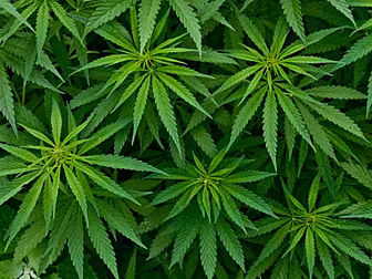 CANNABIS GROWHOUSE RAIDED IN C...