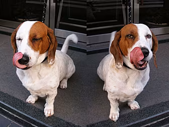 The world's hardest tongue...