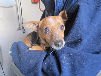 Puppy farm discovered in Cork