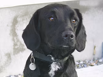 Customs sniffer dog uncovers c...